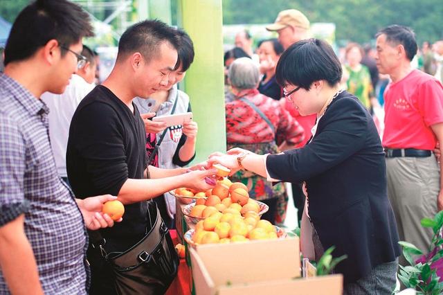 首屆宜昌柑橘博覽會成功舉辦 十大最美橘園出爐